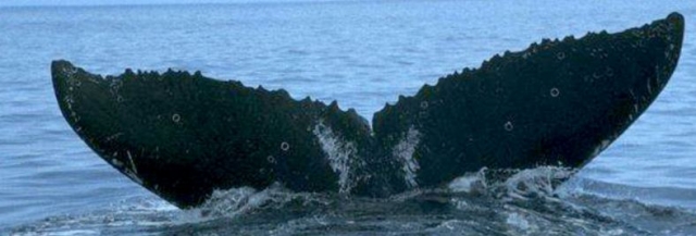 Coleteo de ballena